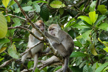a long macaque