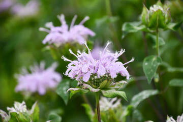 ワイルドベルガモット　Wild Bergamot