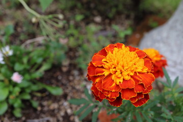 オレンジのマリーゴールド