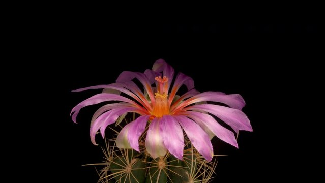 Time lapse video of cactus flower plant, in the style of black background.
