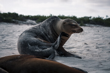 Fototapeta premium Galapagos Sea Lion in a Moment of Tranquil Grooming