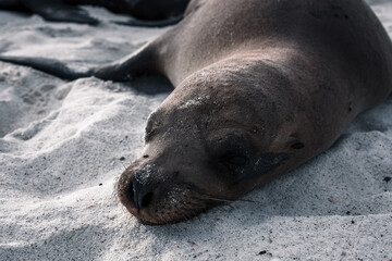 Serene Galapagos Sea Lion at Rest