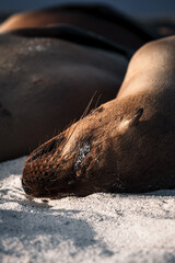  Sea Lion Naptime in the Galapagos