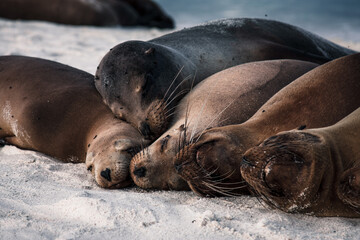 Tranquil Galapagos Sea Lions Resting on Sandy Shore