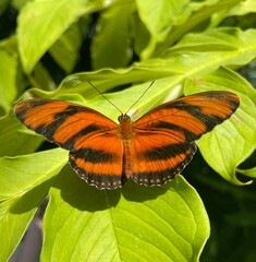 Beautiful Orange Butterfly on a Leaf
