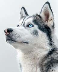 Obraz premium a Siberian Husky with its striking blue eyes