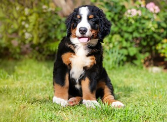 puppy Bernese Mountain dog in garden , High quality photo