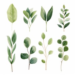 Obraz premium Watercolor Leaf Illustrations.