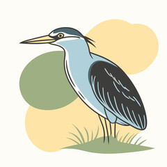 Wild Black-crowned Night Heron close up in her habitat vector