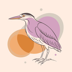 Wild Black-crowned Night Heron close up in her habitat vector