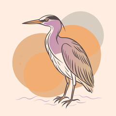 Wild Black-crowned Night Heron close up in her habitat vector