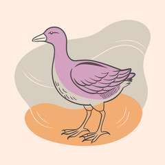 Wild Common Moorhen close up in her habitat vector illustration