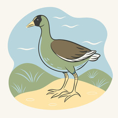 Wild Common Moorhen close up in her habitat vector illustration