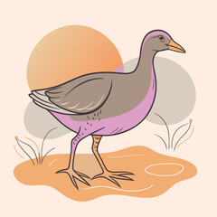 Wild Common Moorhen close up in her habitat vector illustration