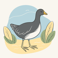 Wild Common Moorhen close up in her habitat vector illustration