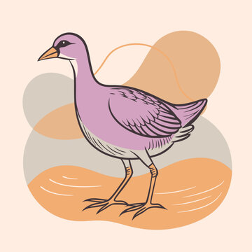 recommend clip art: Wild Common Moorhen close up in her habitat vector illustration