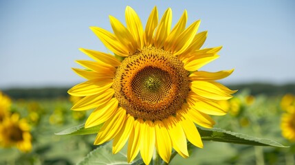 Naklejka premium A vibrant closeup of a blooming sunflower in a vast field its bright yellow petals and large dark center standing out against a backdrop of clear blue sky and lush green foliage capturing the essence