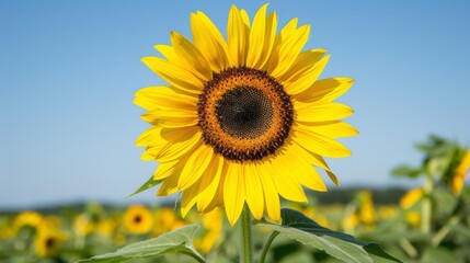 Obraz premium A vibrant closeup of a blooming sunflower in a vast field its bright yellow petals and large dark center standing out against a backdrop of clear blue sky and lush green foliage capturing the essence