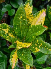 flower on green background