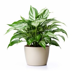 Potted Green Indoor Plants Isolated on White Background.