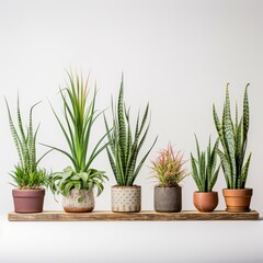 Fototapeta premium Potted Green Indoor Plants Isolated on White Background.