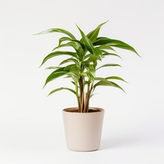 Fototapeta premium Potted Green Indoor Plants Isolated on White Background.