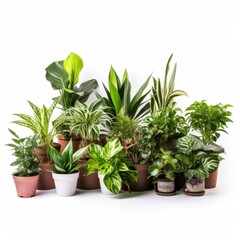 Obraz premium Potted Green Indoor Plants Isolated on White Background.