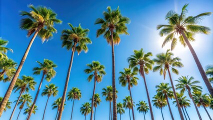 Obraz premium Tall palm trees against a clear blue sky on a hot summer day, palm trees, summer, tropical, hot, clear sky, sunny