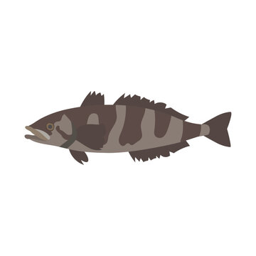ライギョダマシ。フラットなベクターイラスト。
Antarctic toothfish (Antarctic cod). Flat vector illustration.