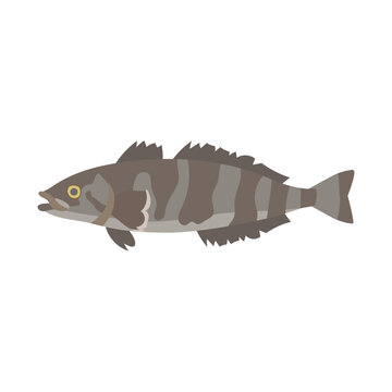 マジェランアイナメ（メロ）。フラットなベクターイラスト。
Patagonian toothfish (Chilean sea bass). Flat vector illustration.