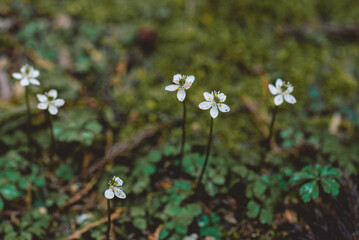 佐川町 バイカオウレン