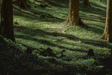 佐川町 バイカオウレン