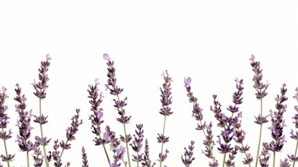 Purple Lavender Blooms on a White Background