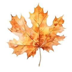 Fototapeta premium Vibrant Autumnal Maple Leaf Watercolor on White Background