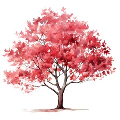 Fototapeta premium Vibrant Dogwood Tree in Autumn with Red Watercolor Leaves on White Background
