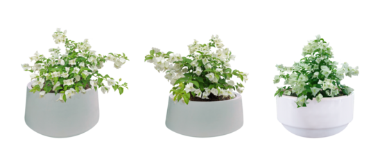 Collection White bougainvillea flowers are blooming.  total 3 trees. Planted in a white round pot. isolated on white background.	