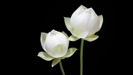 4K time Lapse footage of two blooming white lotus flowers from buds to full blossom then back to buds isolated on black background, close up b roll studio shot.