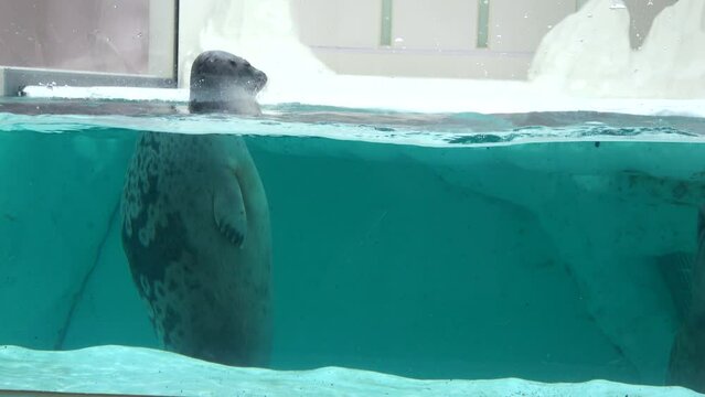 水槽プールの中を自由に泳ぎ回ったり、スパイホップする3頭のワモンアザラシたち  4K 