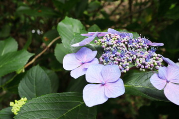 淡い青紫色の装飾花と紫の両性花のガクアジサイ