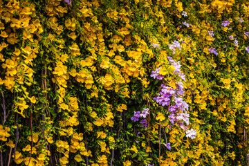 Obraz premium A wall of yellow Dolichandra unguis-cati, known as Golden Shower, cats claw creeper, funnel creeper, or cat's claw trumpet, is a rapidly growing climbing vine belonging to the family Bignoniaceae.