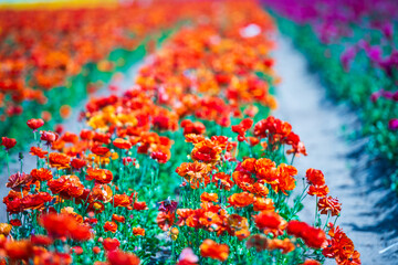Row of orange rununculus at the Flower Fields of Carlsbad.