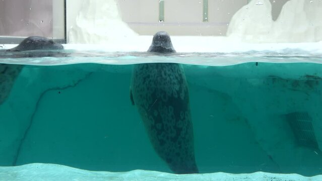 Three Ringed seals, Pusa hispida, swimming underwater and spyhopping in the water tank pool. 4K