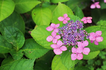 濃ピンクの装飾花とピンクの両性花のガクアジサイ