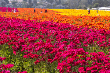 Field of dark pink red ranunculus at the Flower Fields of Carlsbad contrasting with orange and...