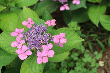 濃ピンクの装飾花とピンクの両性花のガクアジサイ