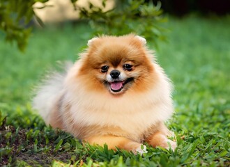 Pomeranian dog in garden , generated by AI. High quality photo