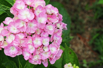 ピンクと白のバイカラーの紫陽花