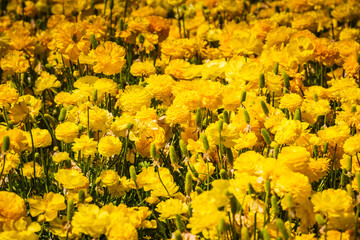 Field of yellow Ranunculus at the Flower Fields of Carlsbad.