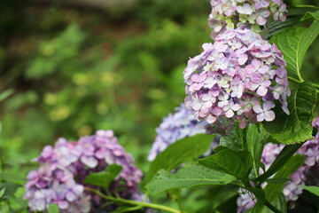 薄紫色の紫陽花