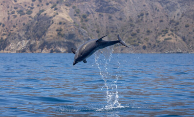dolphin jumping in the water, bottlenose 